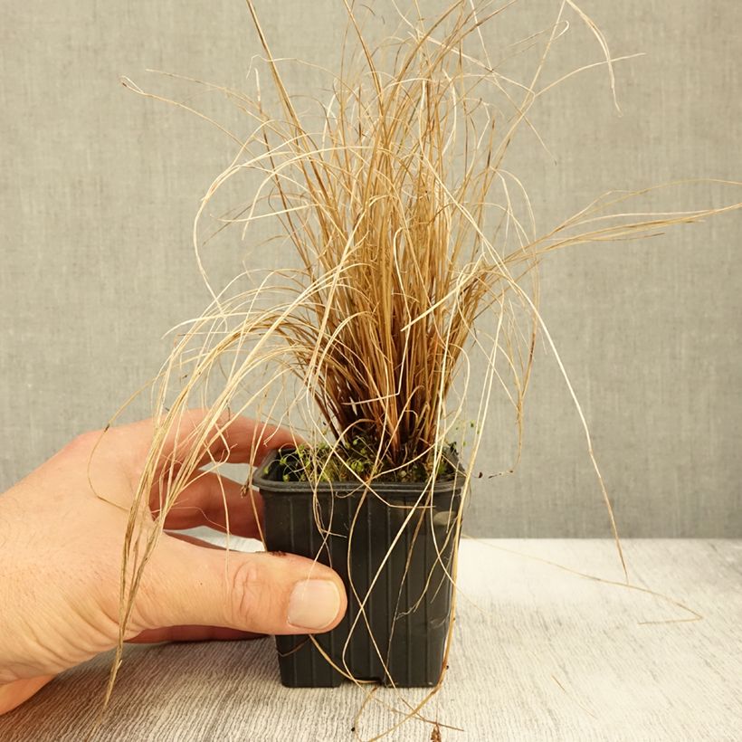 Spécimen de Carex flagellifera - Laîche de Nouvelle-Zélande Godet de 8/9 cm tel que livré en automne