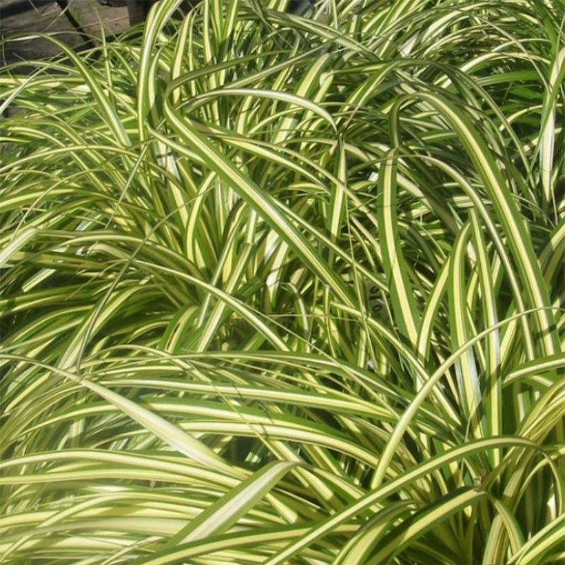 Carex morrowii Aureovariegata - Laîche du Japon (Foliage)
