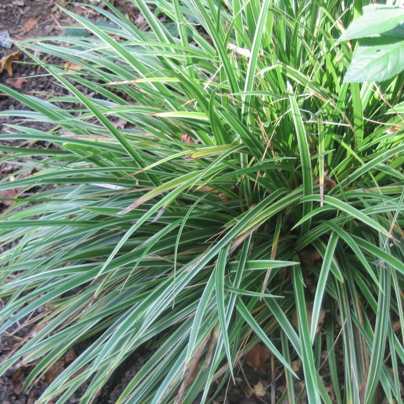 Carex morrowii Variegata - Laîche du Japon (Plant habit)