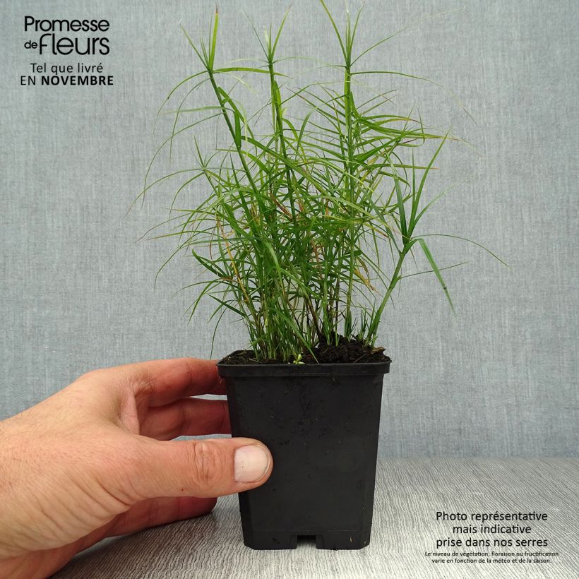 Spécimen de Carex muskingumensis Little Midge - Laîche d'Amérique Godet de 8/9 cm tel que livré en automne