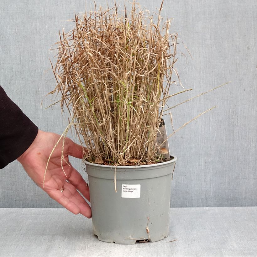 Spécimen de Carex muskingumensis Little Midge - Laîche d'Amérique Pot de 3L/4L tel que livré en automne