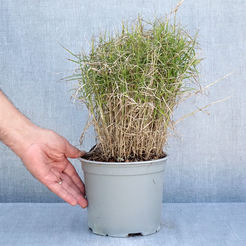 Spécimen de Carex muskingumensis Little Midge - Laîche d'Amérique Pot de 3L/4L tel que livré en été