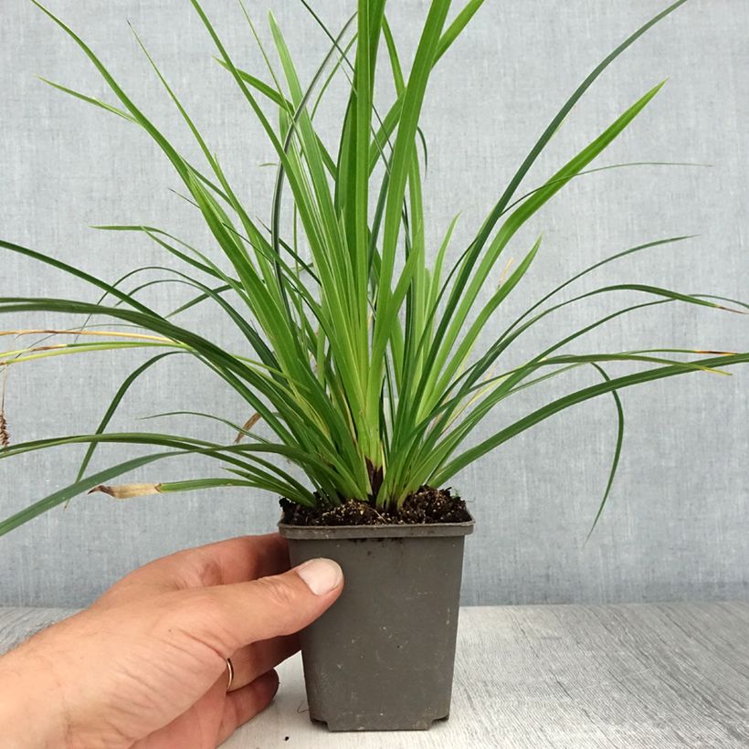 Spécimen de Carex muskingumensis Variegata - Laîche palmée Godet de 8/9 cm tel que livré en été