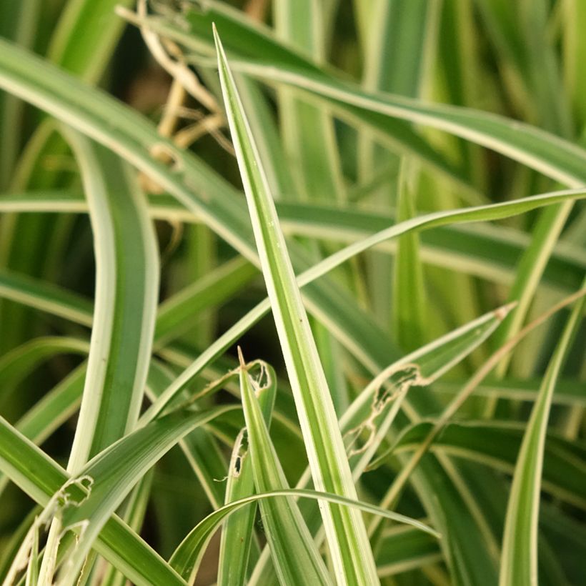 Carex muskingumensis Variegata - Laîche palmée (Foliage)