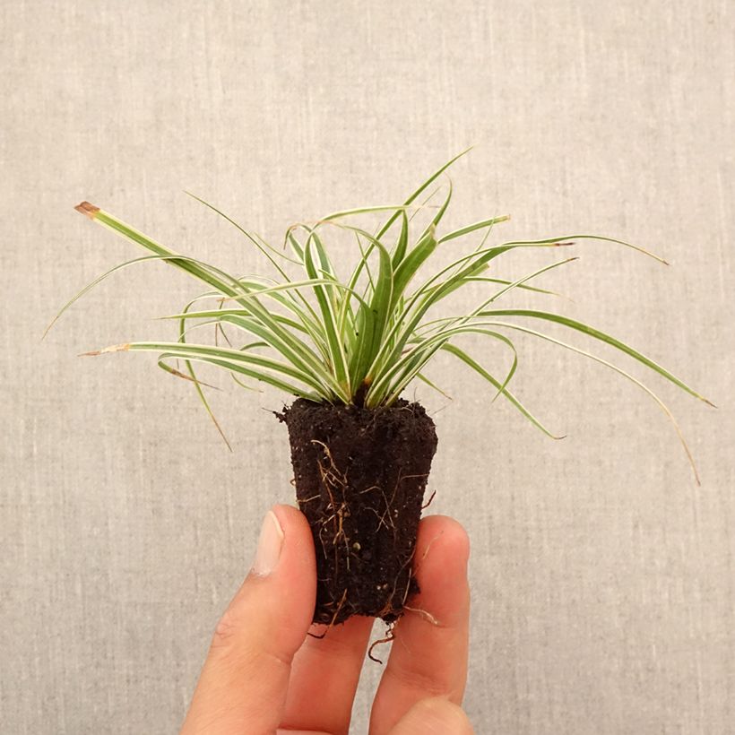 Spécimen de Carex oshimensis Everest® - Laîche d'Oshima Mini-motte Ø 3/4 cm tel que livré en automne