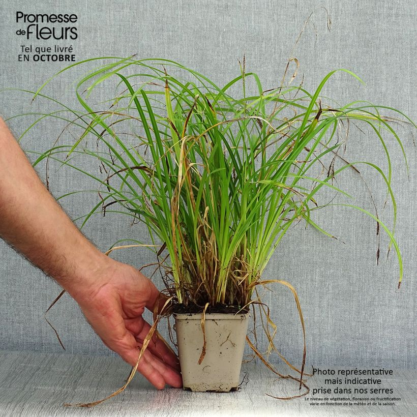 Spécimen de Carex oshimensis Everlime - Laîche d'Oshima  Godet de 8/9 cm tel que livré en automne