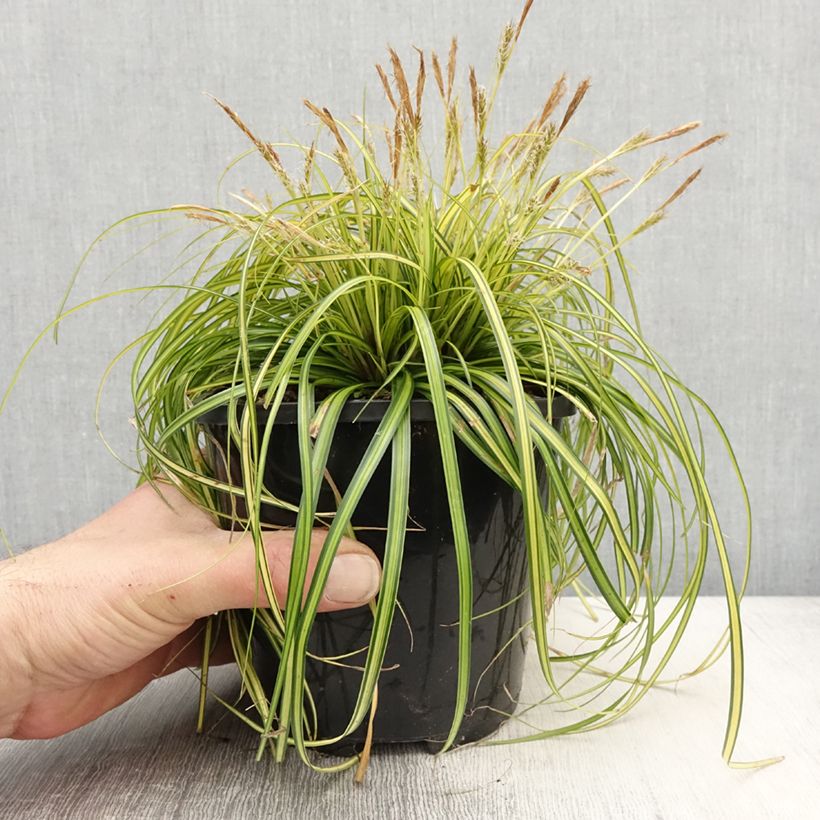 Example of Carex oshimensis Eversheen - Laîche d'Oshima Pot de 2L/3L as you get in printemps