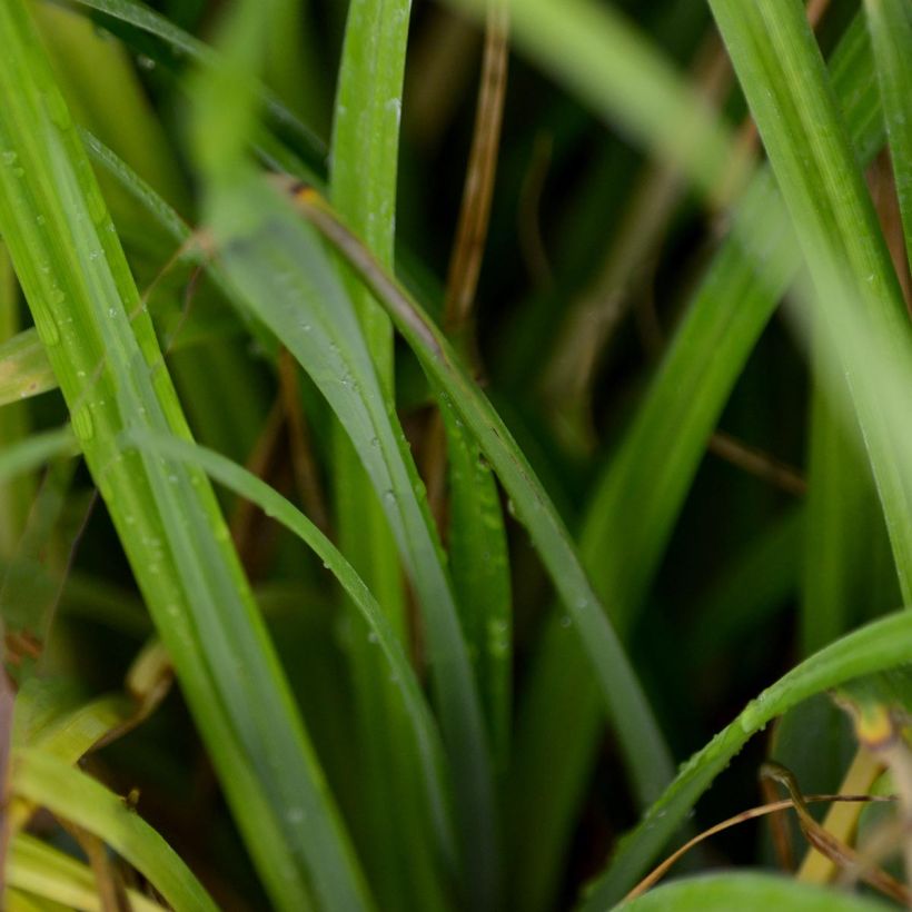 Carex pendula - Laîche pendante (Foliage)
