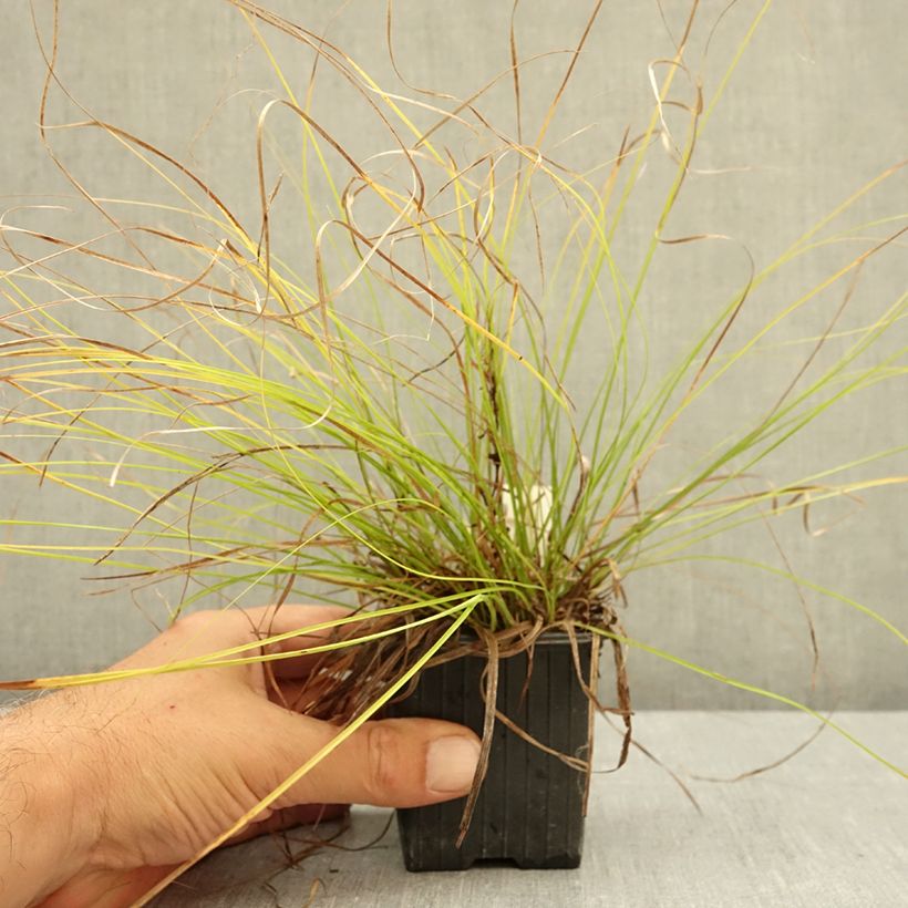 Spécimen de Carex pensylvanica - Carex ou Laîche de Pennsylvanie Godet de 8/9 cm tel que livré en été