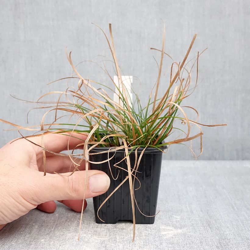 Spécimen de Carex pensylvanica - Carex ou Laîche de Pennsylvanie Godet de 8/9 cm tel que livré en hiver
