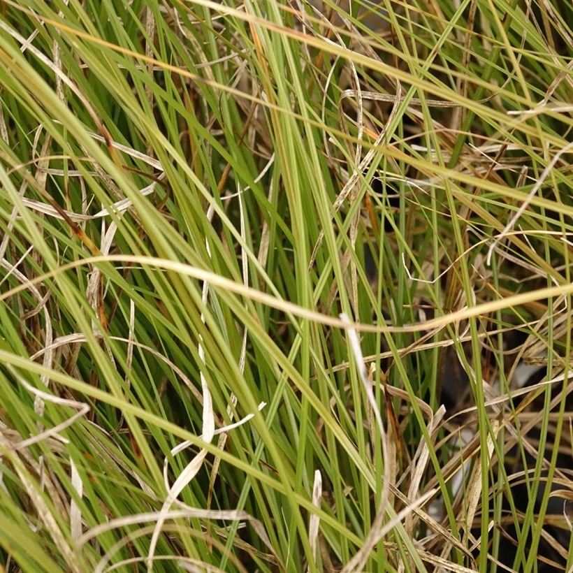Carex secta - Laîche (Foliage)
