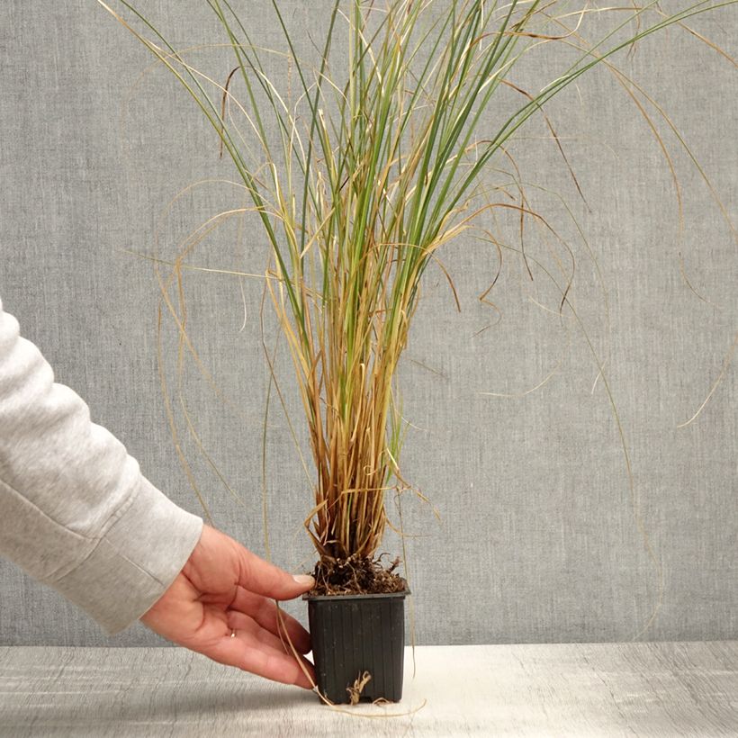 Example of Carex secta - Laîche Godet de 8/9 cm as you get in printemps