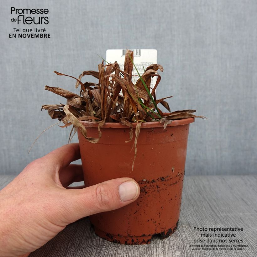Spécimen de Carex siderosticta Variegata - Laîche Pot de 1L/1,5L tel que livré en automne