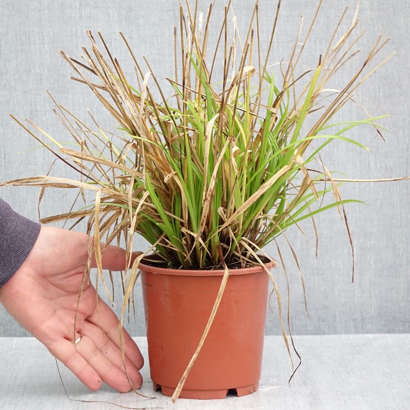 Spécimen de Carex sylvatica - Laîche des bois Pot de 1L/1,5L tel que livré en automne