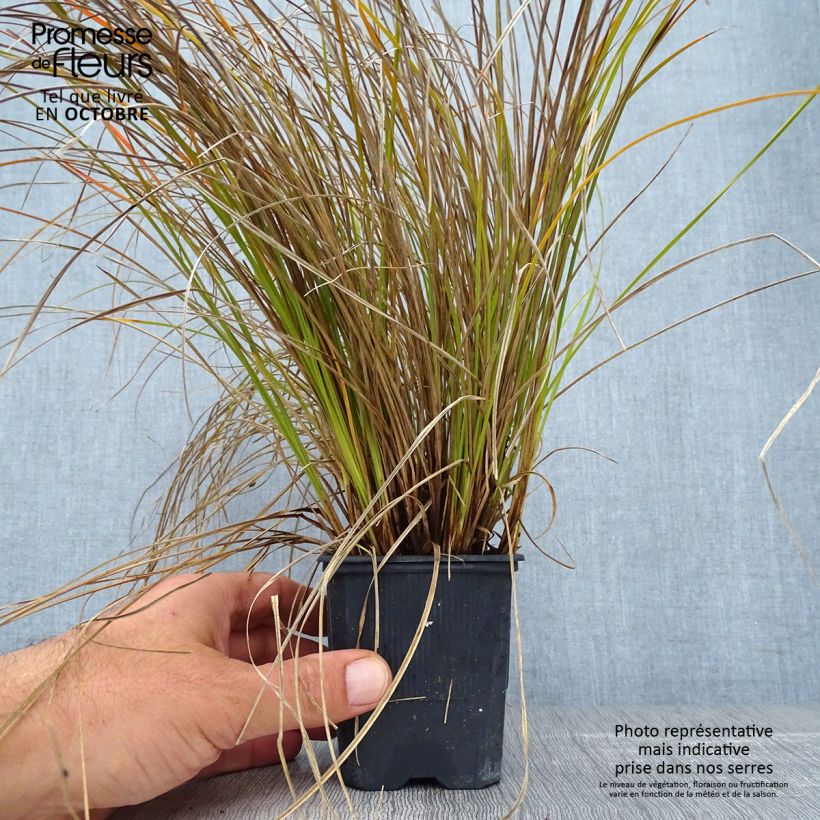 Spécimen de Carex testacea Lime Shine - Laîche Godet de 8/9 cm tel que livré en automne