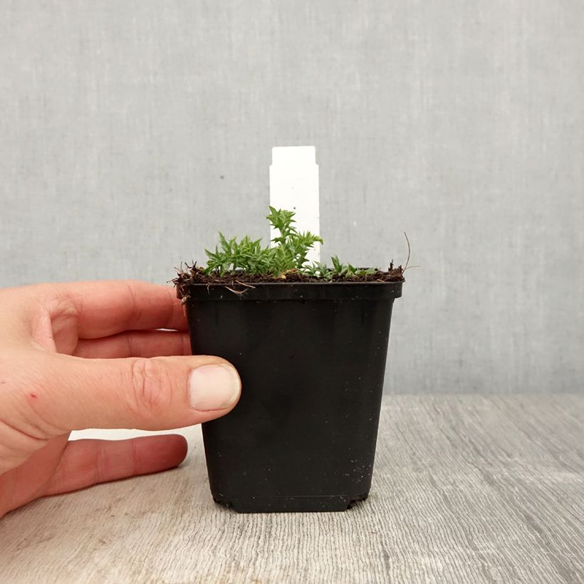 Spécimen de Carlina acaulis ssp. simplex - Carline à tige courte, des Alpes Godet de 8/9 cm tel que livré au printemps