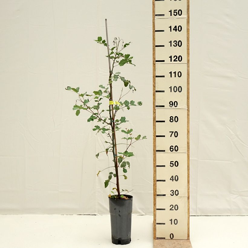 Example of Caroubier - Ceratonia siliqua Pot de 6L/7L as you get in printemps