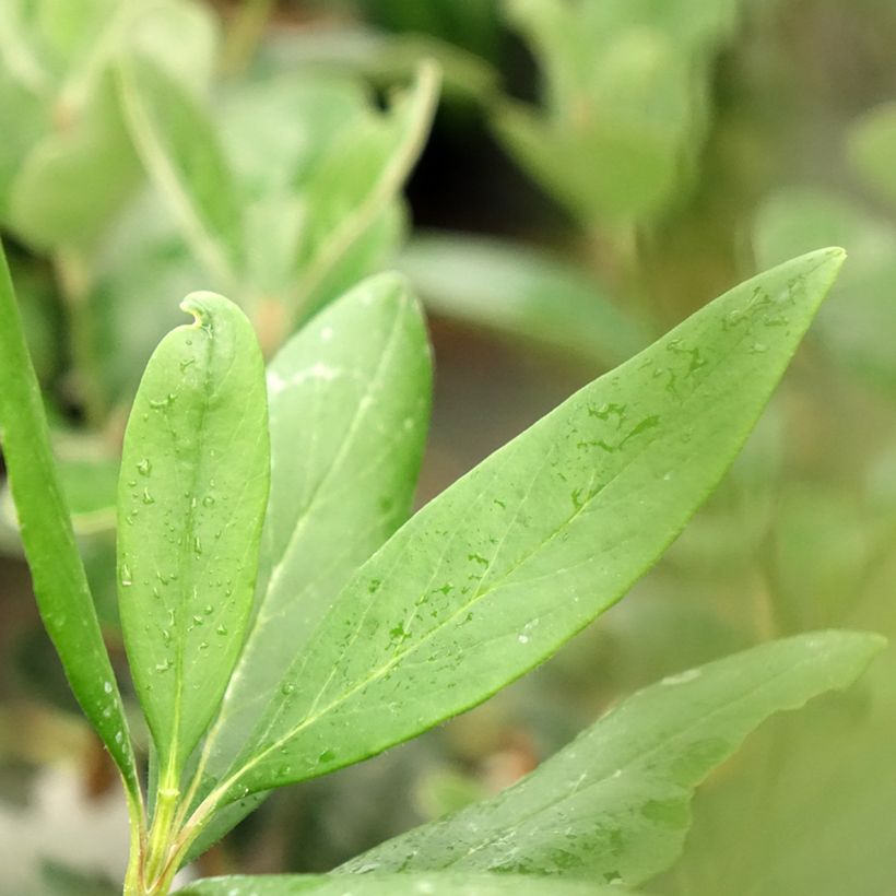 Carpenteria californica Bodnant - Carpentière de Californie (Foliage)