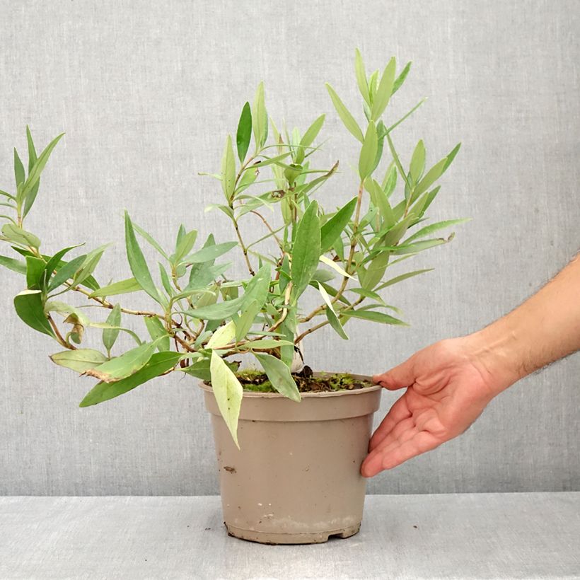 Spécimen de Carpenteria californica - Carpentière de Californie Pot de 3L/4L tel que livré en été