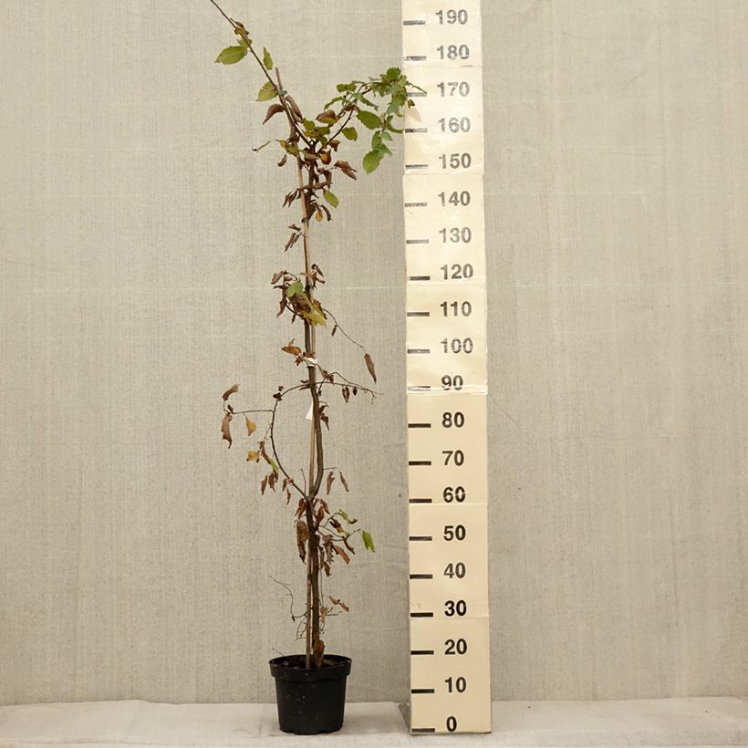 Spécimen de Carpinus betulus - Charme commun, Charmille  Pot de 4L/5L tel que livré en automne