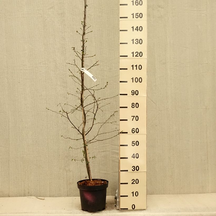 Example of Carpinus betulus - Charme commun, Charmille  Pot de 4L/5L as you get in printemps