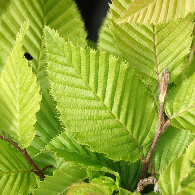 Carpinus betulus A. Beeckman - Charme commun (Feuillage)