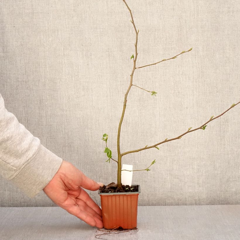 Example of Carpinus betulus - Charme commun, Charmille  Godet de 8/9 cm as you get in printemps