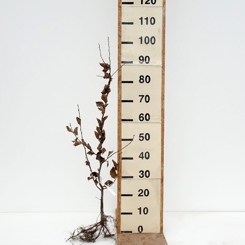 Example of Carpinus betulus - Charme commun, Charmille  Racines nues as you get in hiver