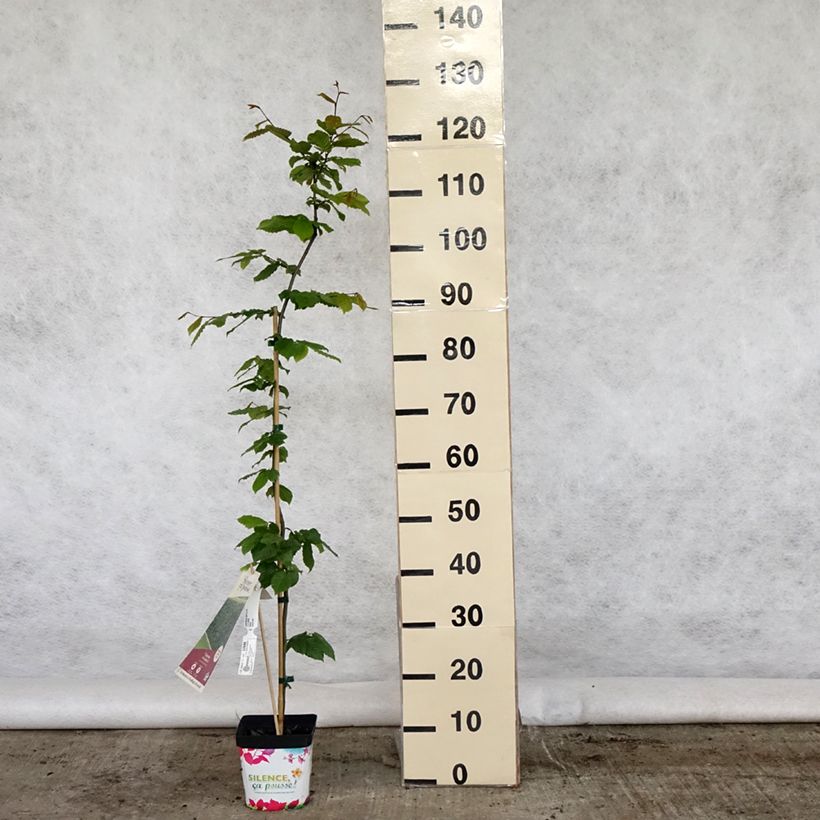 Example of Carpinus betulus - Charme commun, Charmille  Pot de 2L/3L as you get in printemps