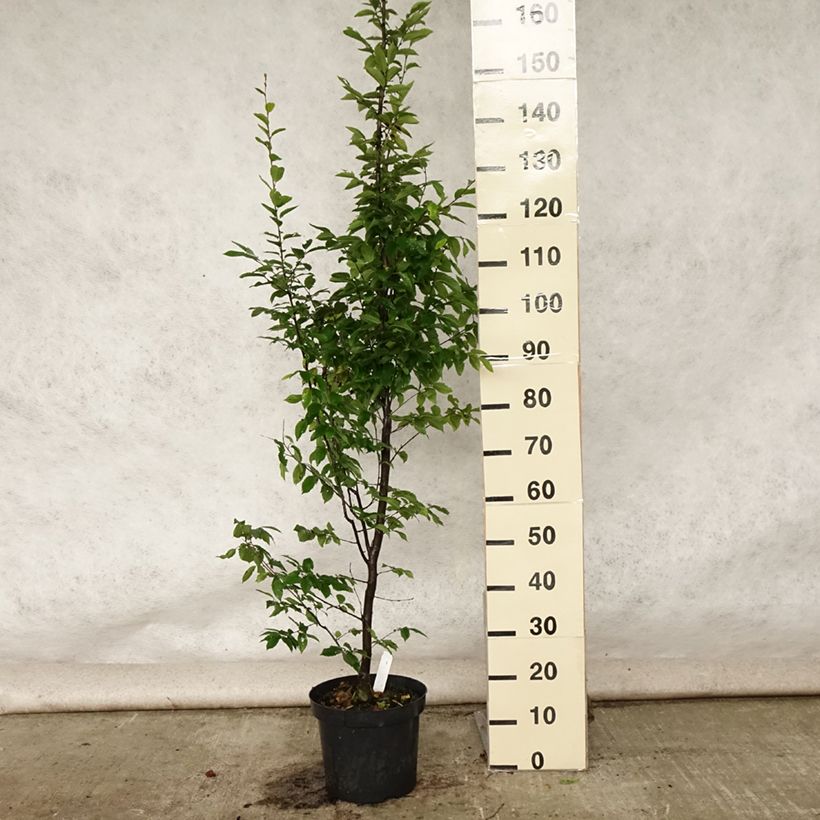 Spécimen de Carpinus betulus Fastigiata - Charme fastigié Pot de 4L/5L tel que livré en été