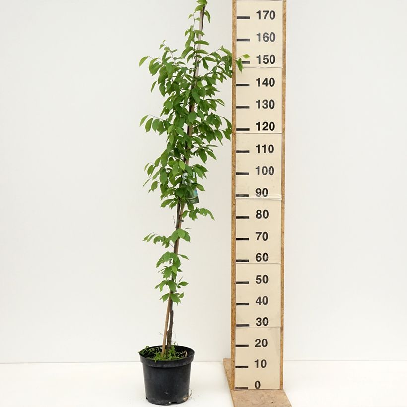 Example of Carpinus betulus Fastigiata - Charme fastigié Pot de 4L/5L as you get in printemps