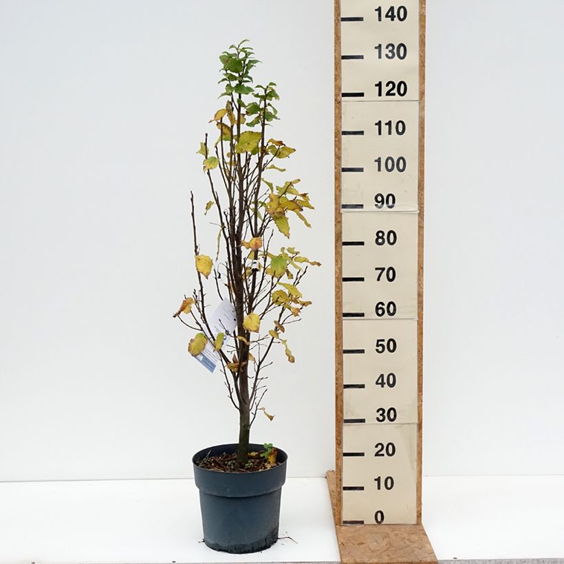 Spécimen de Carpinus betulus Fastigiata Monument - Charme commun fastigié Pot de 6L/7L tel que livré en automne