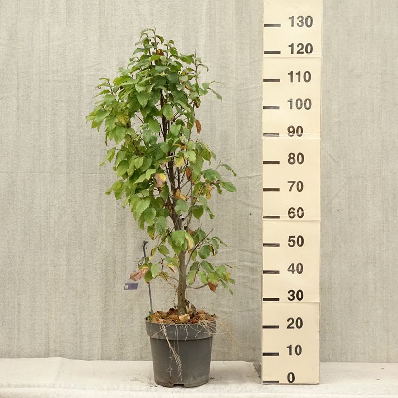 Spécimen de Carpinus betulus Fastigiata Monument - Charme commun fastigié Pot de 6L/7L tel que livré en été