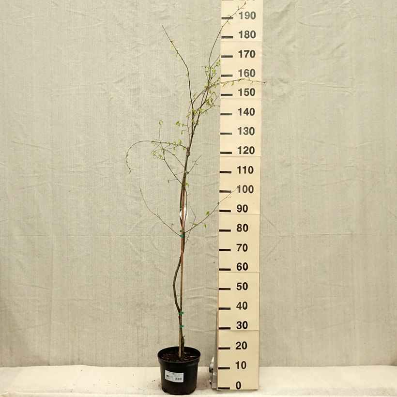 Spécimen de Carpinus betulus Foliis Argenteovariegatis Pendula  Pot de 4L/5L tel que livré au printemps