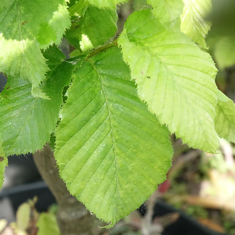 Carpinus betulus Globus - Charme commun globuleux (Foliage)