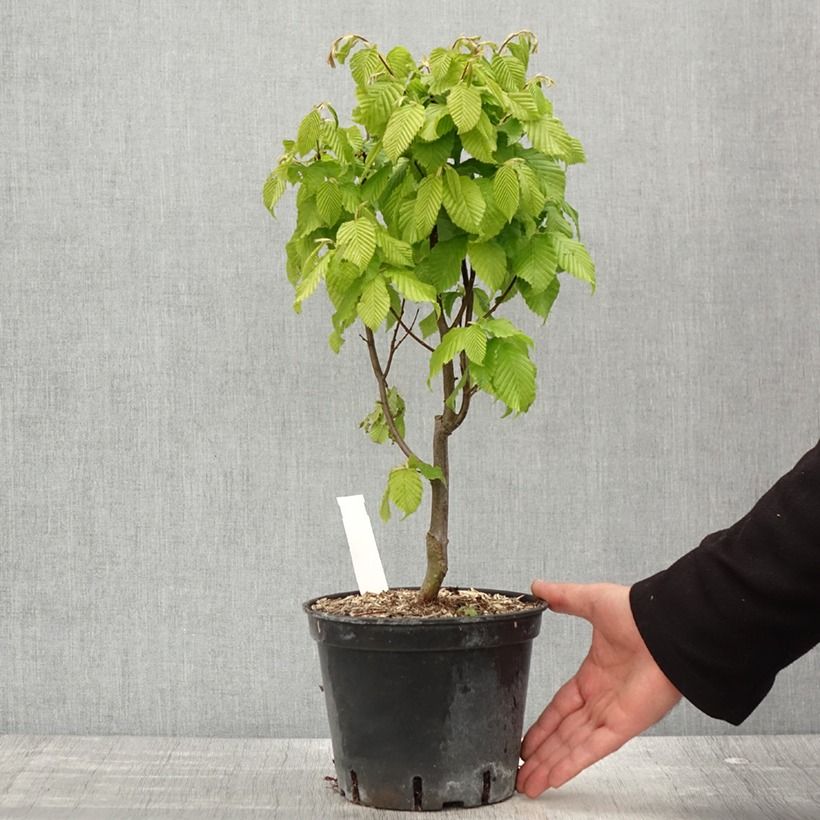 Example of Carpinus betulus Monumentalis - Charme commun Pot de 2L/3L as you get in printemps