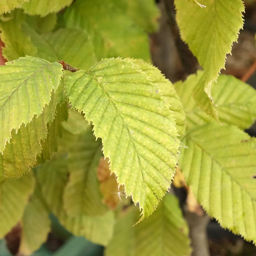 Carpinus betulus Monumentalis - Charme commun (Foliage)