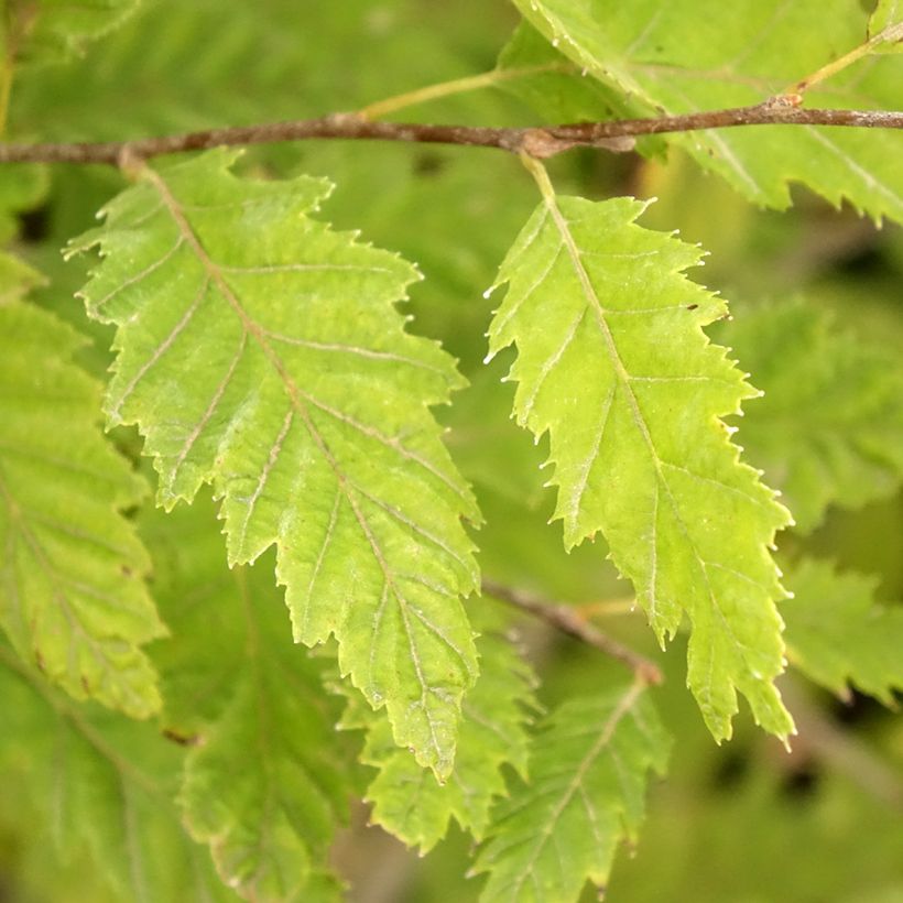 Carpinus betulus Quercifolia - Charme à feuilles de chêne (Foliage)