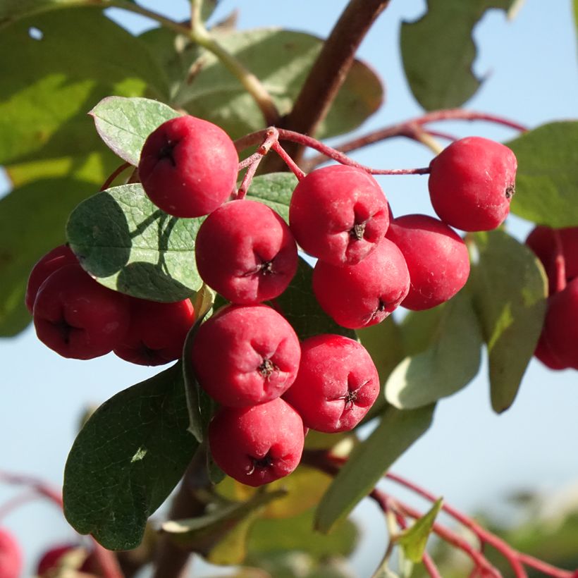 Carpinus betulus Quercifolia - Charme à feuilles de chêne (Harvest)
