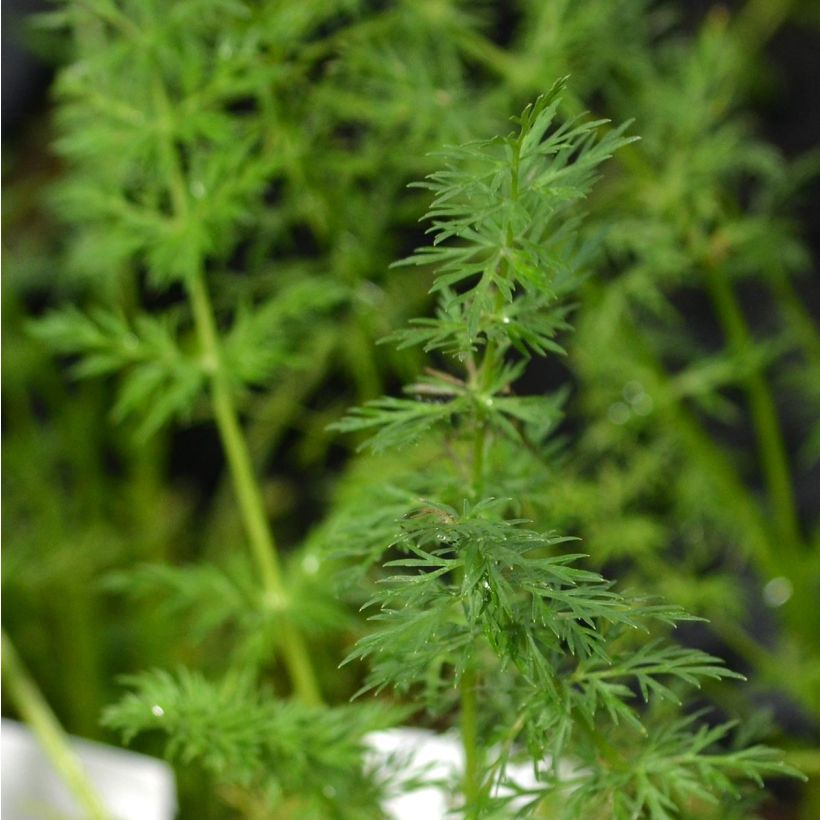 Cumin des prés ou Carvi (Foliage)