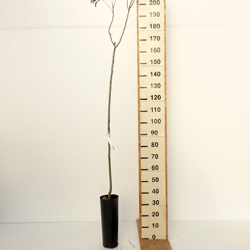 Spécimen de Carya illinoinensis Pawnee - Noix de Pécan - Pacanier Pot de 6L/7L tel que livré en automne