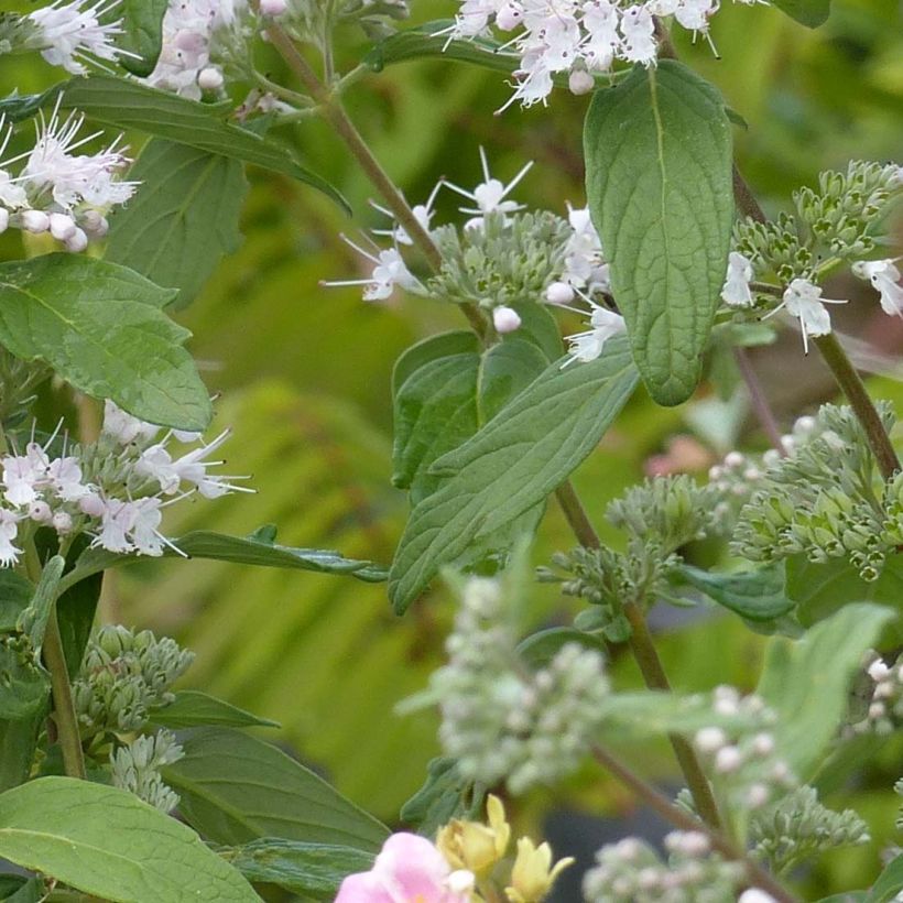 Caryopteris clandonensis Pink Perfection - Spirée bleue (Foliage)
