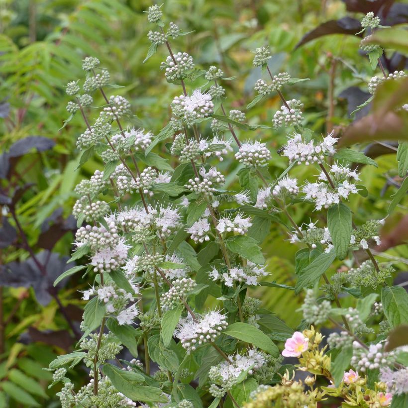 Caryopteris clandonensis Pink Perfection - Spirée bleue (Flowering)
