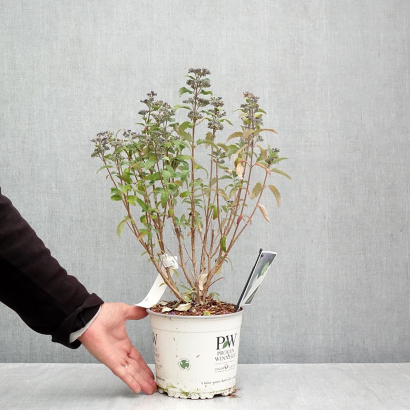 Spécimen de Caryopteris clandonensis Beyond Midnight - Spirée bleue Pot de 3L/4L tel que livré en automne