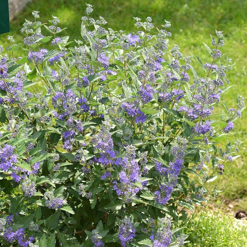 Caryopteris clandonensis Blue Balloon - Spirée bleue (Plant habit)