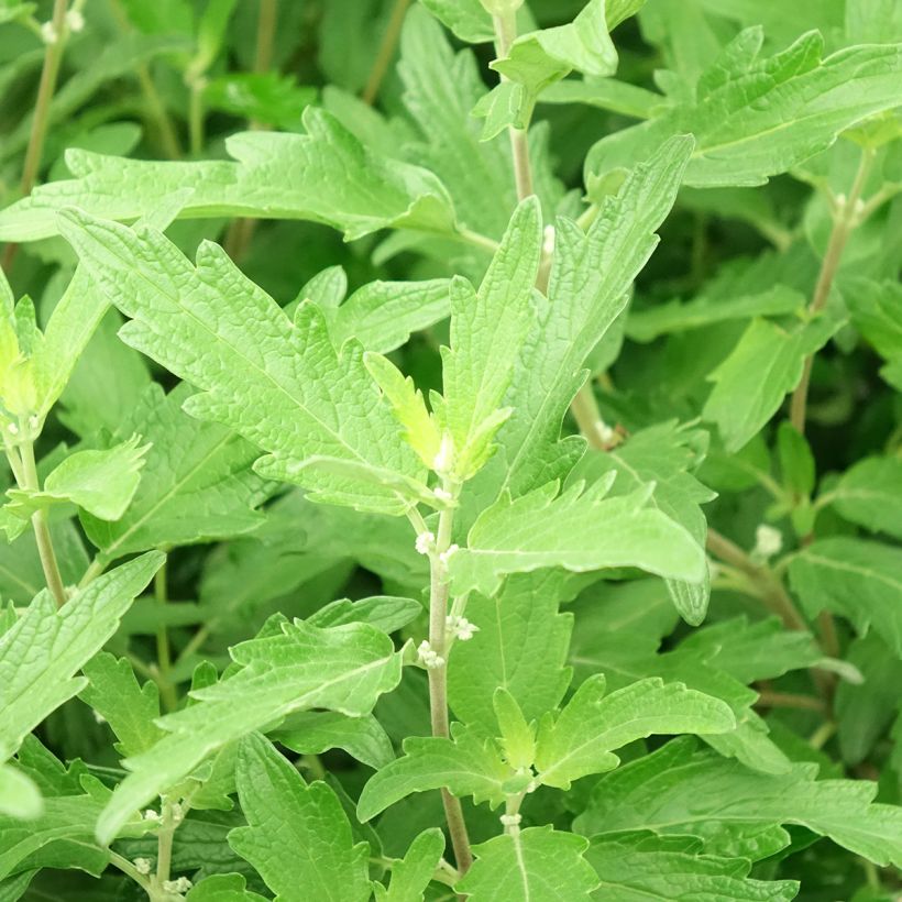 Caryopteris clandonensis Blue Balloon - Spirée bleue (Foliage)