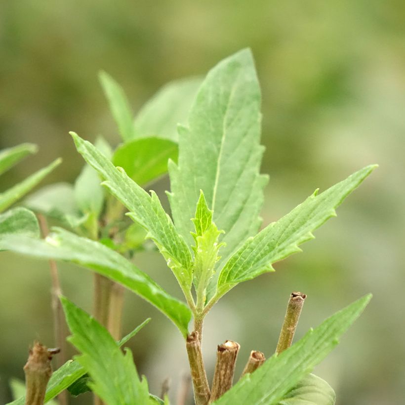Caryopteris clandonensis Dark Knight - Spirée bleue (Foliage)