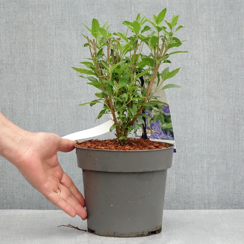 Example of Caryopteris clandonensis Dark Knight - Spirée bleue Pot de 4L/5L as you get in printemps