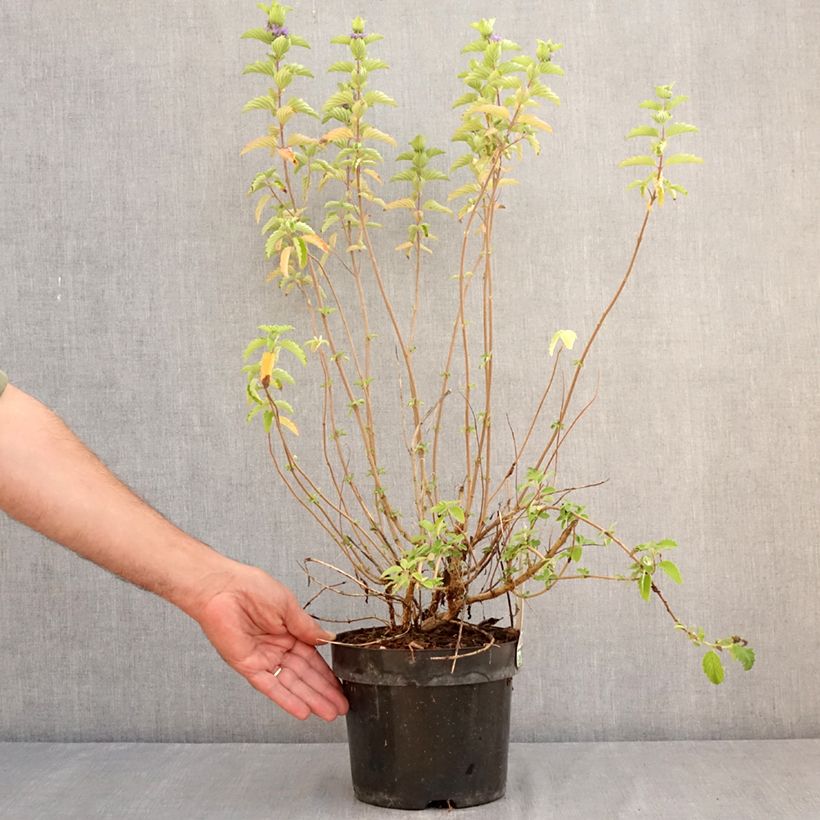 Spécimen de Caryopteris clandonensis Good as Gold - Spirée bleue Pot de 2L/3L tel que livré en été