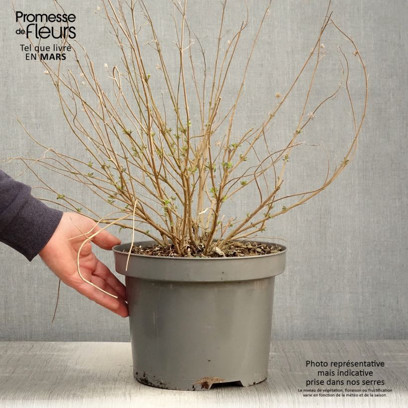 Example of Caryopteris clandonensis Heavenly Blue - Spirée bleue Pot de 7,5L/10L as you get in printemps